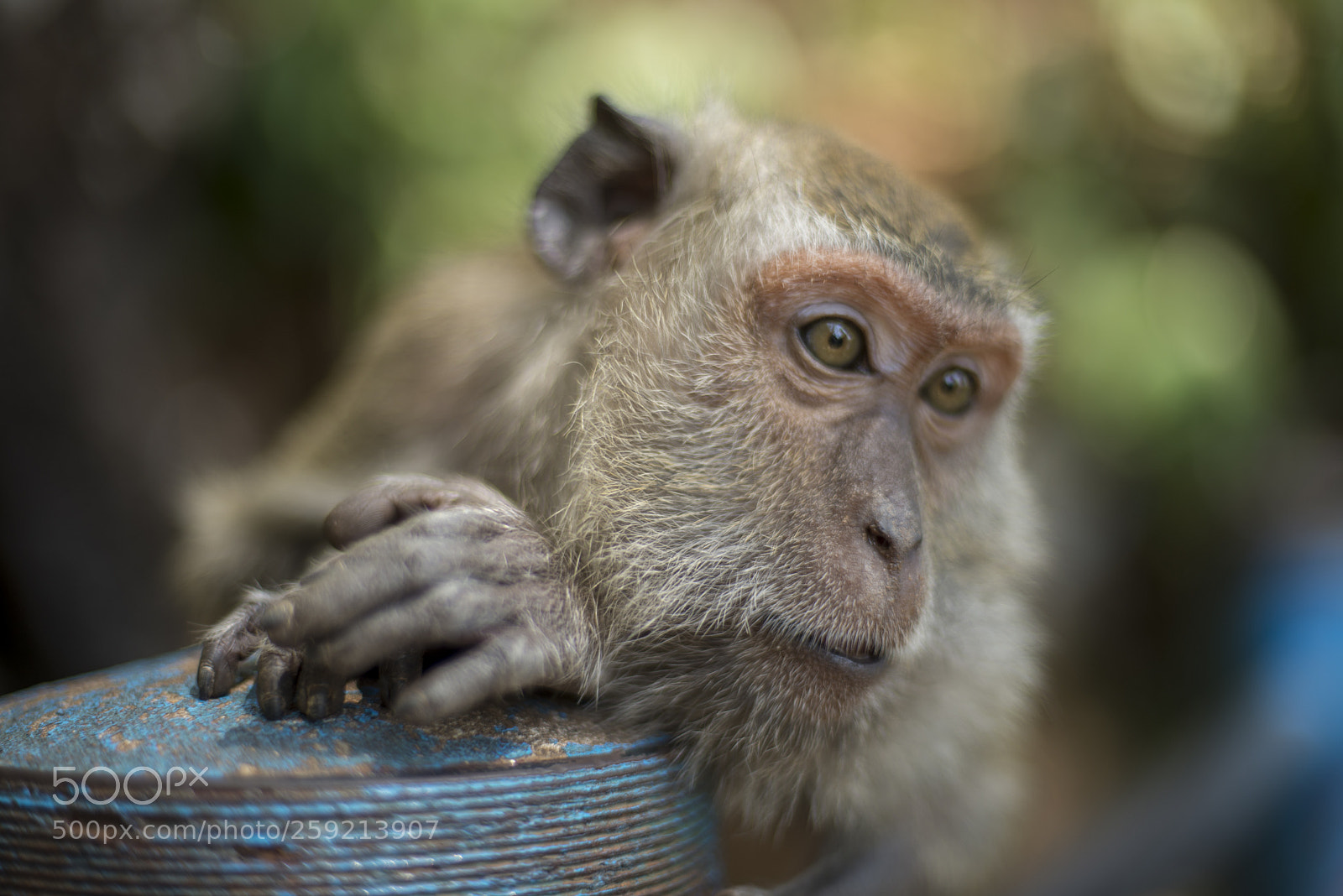 Nikon D600 sample photo. Macaque close-up photography