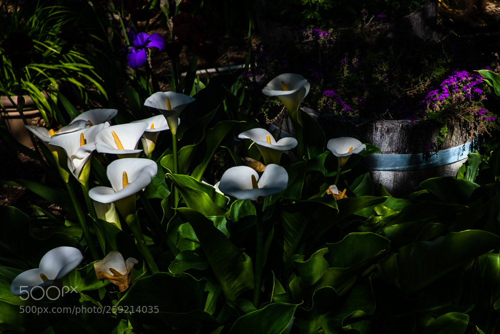 Fujifilm X-E3 sample photo. Cala lily 2 photography