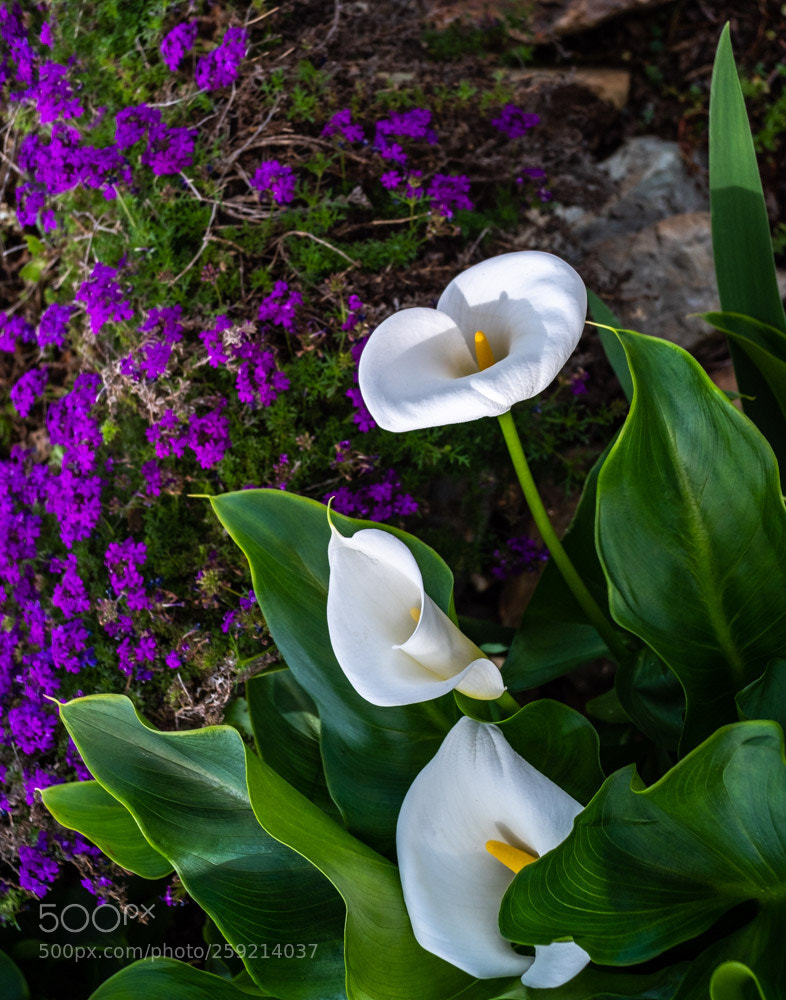Fujifilm X-E3 sample photo. Cala lily 1 photography