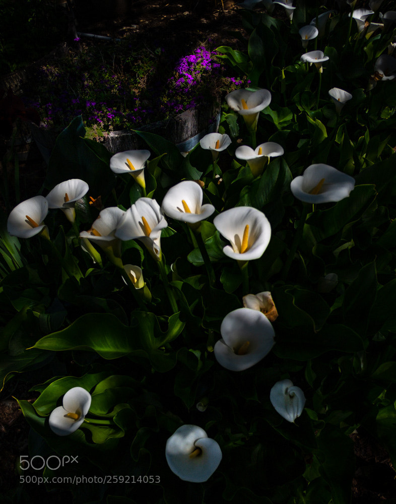 Fujifilm X-E3 sample photo. Cala lily 3 photography