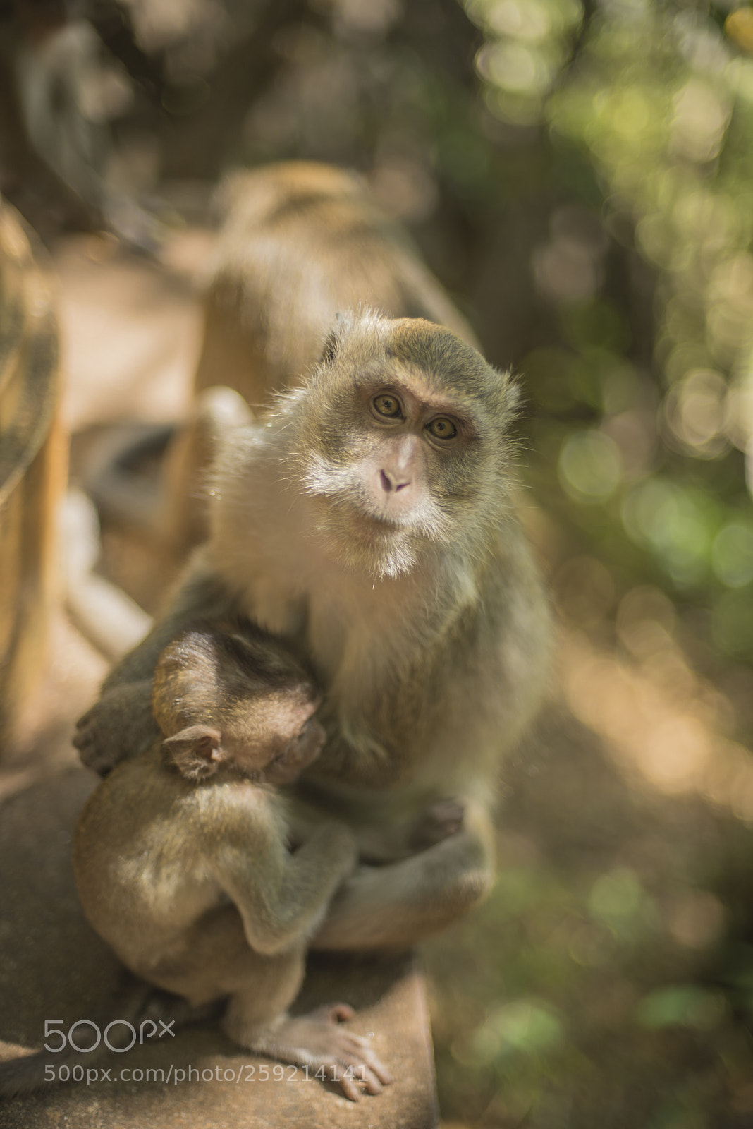 Nikon D600 sample photo. Mother and baby macaque photography