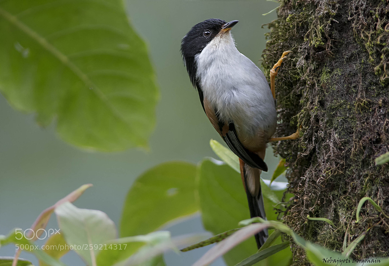 Nikon D500 sample photo. Rufous backed sibia photography