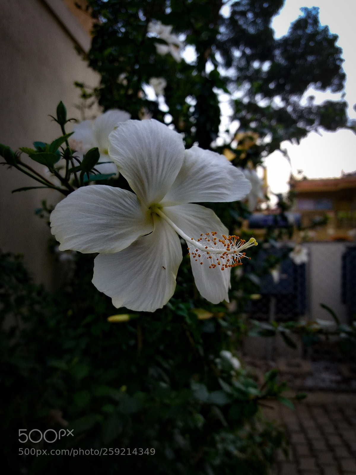 Samsung Galaxy J5(2016) sample photo. Blossom photography