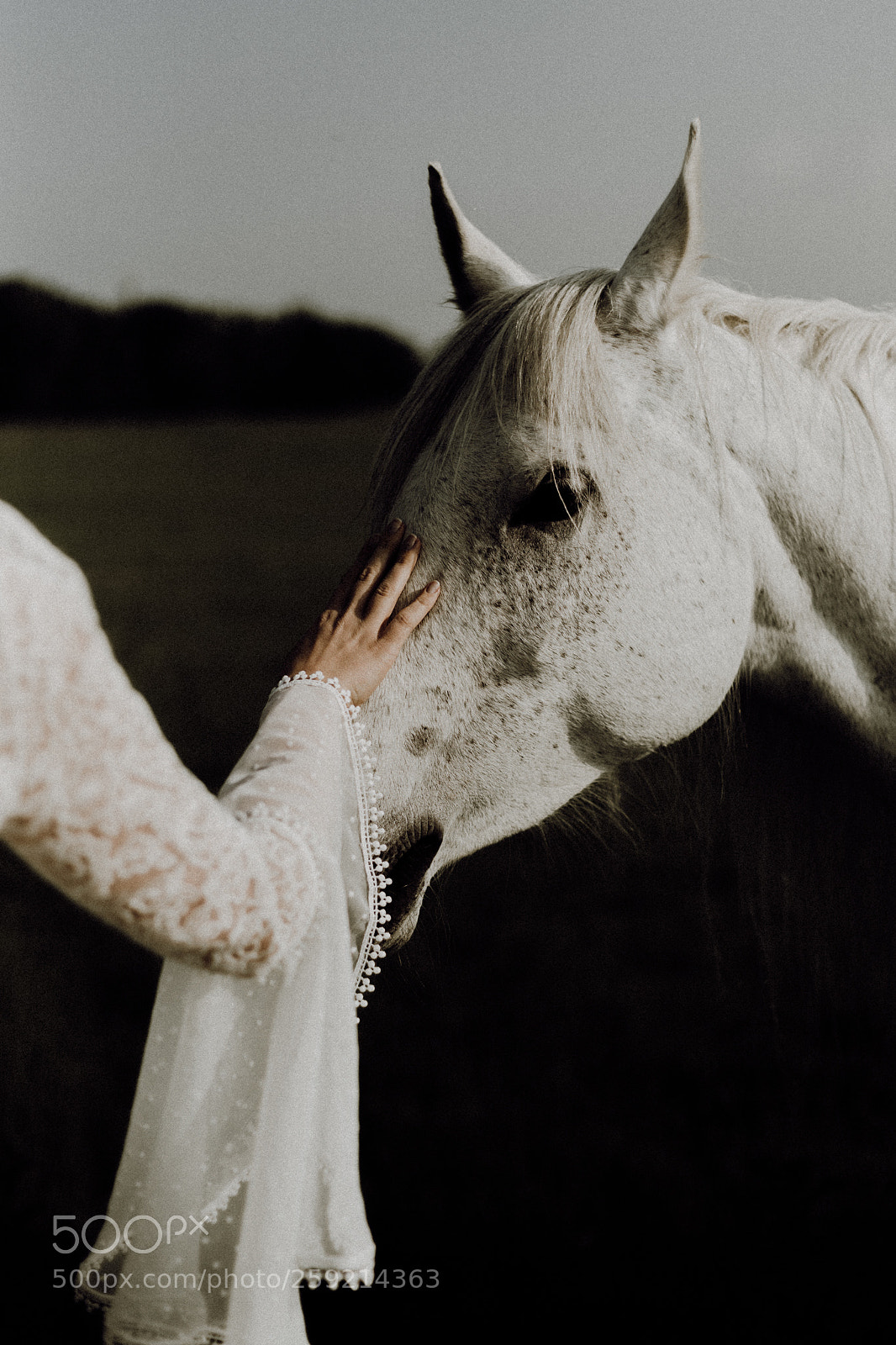 Canon EOS 6D sample photo. A horse with no photography