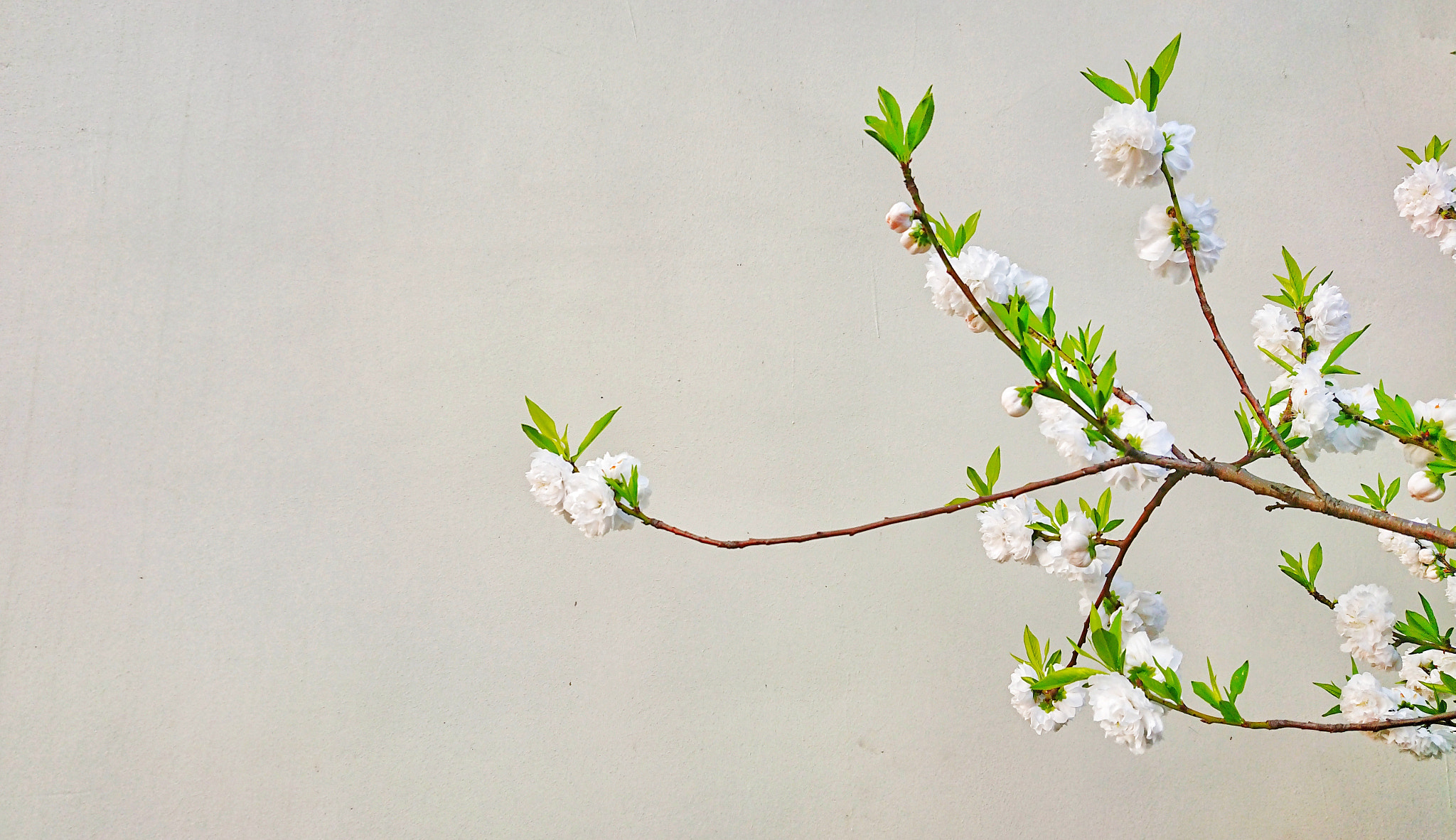 Sony Xperia XZ Premium sample photo. Spring landed on the branch photography