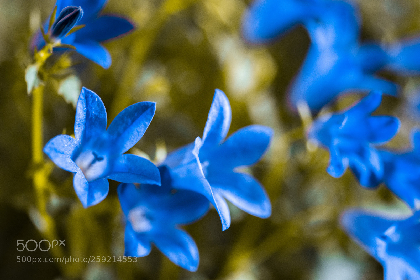 Nikon D7200 sample photo. Untitled photography