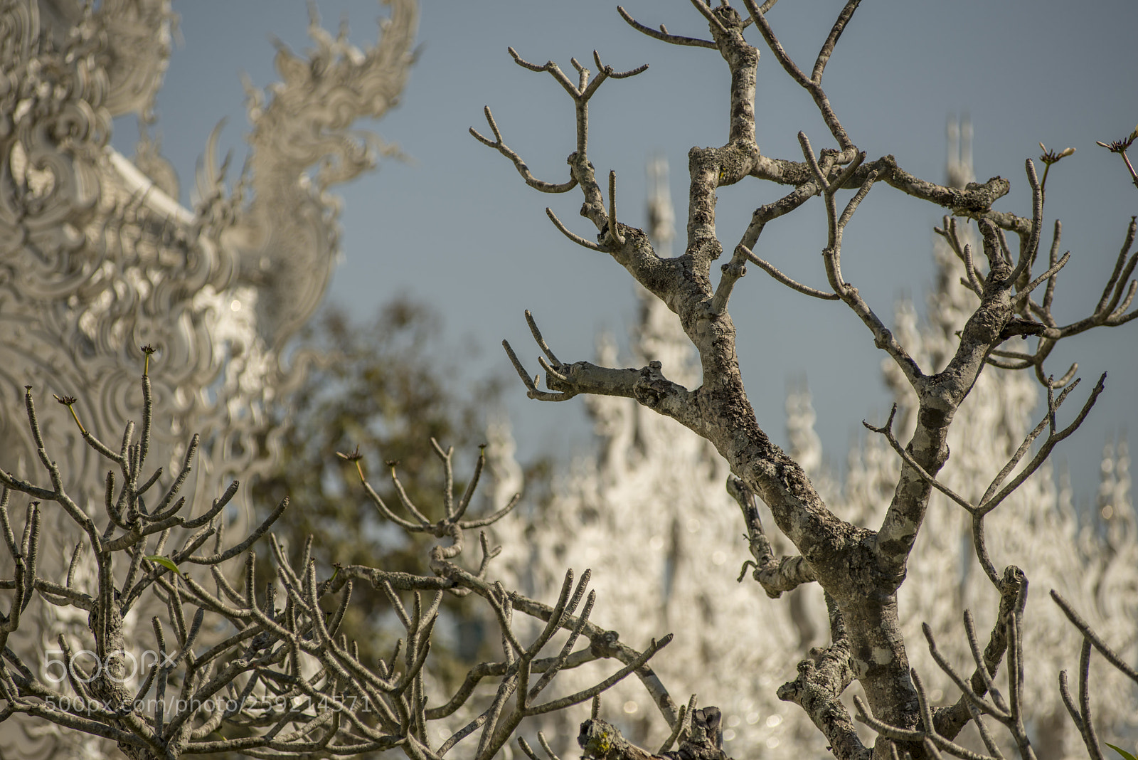 Nikon D600 sample photo. Frangipani and temple photography