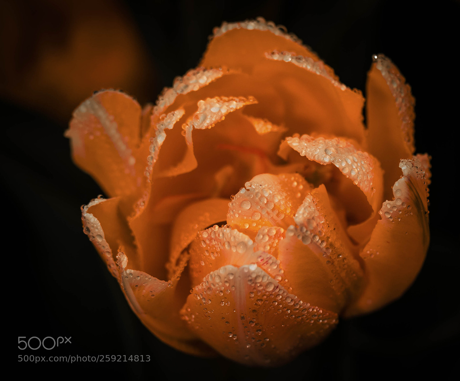 Canon EOS 6D sample photo. Orange jewel photography