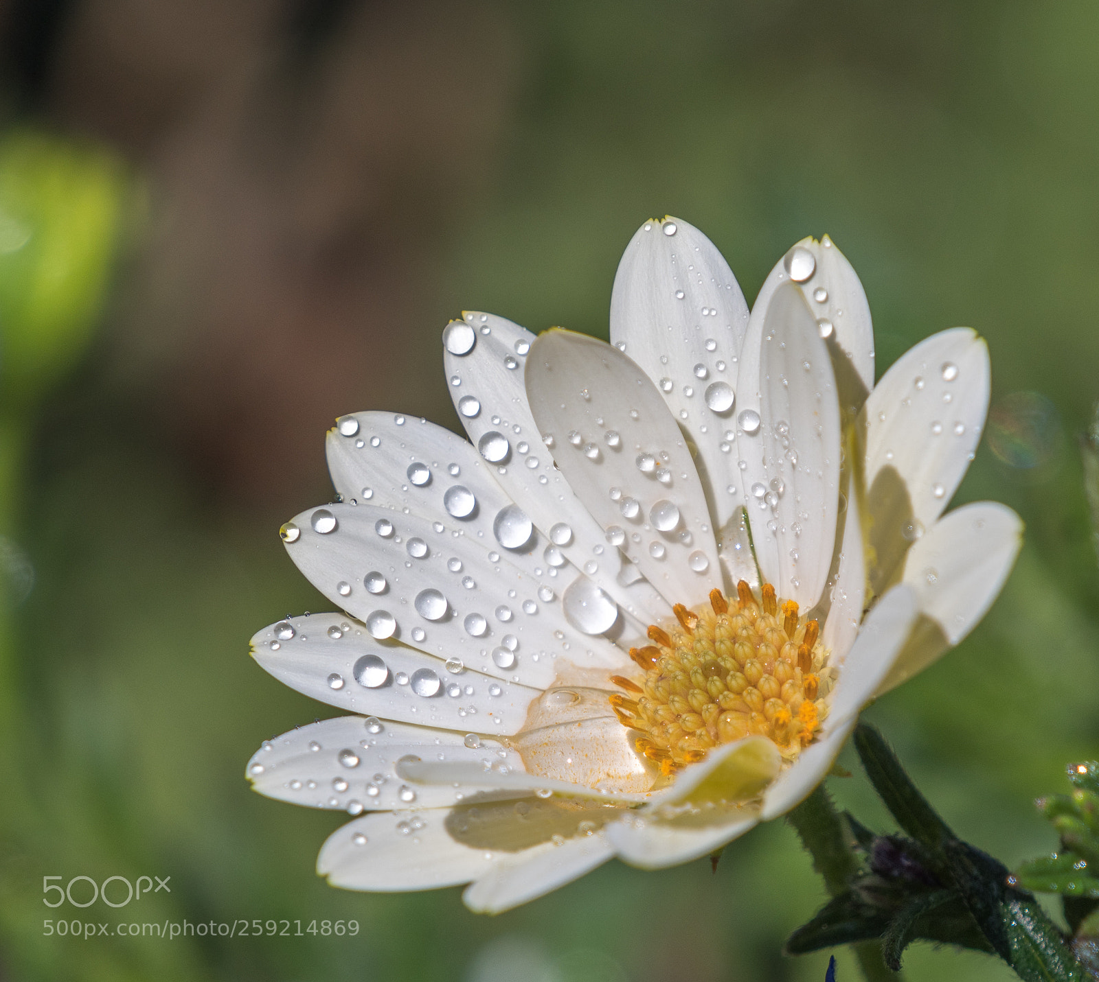 Nikon D500 sample photo. Flower macro photography