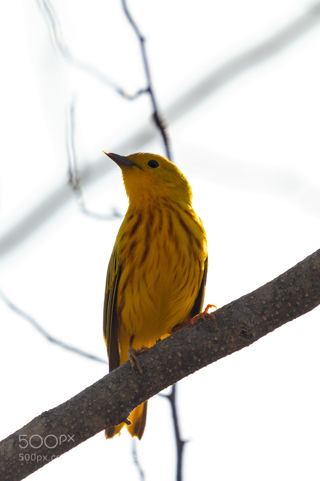 Canon EOS 7D sample photo. Img photography