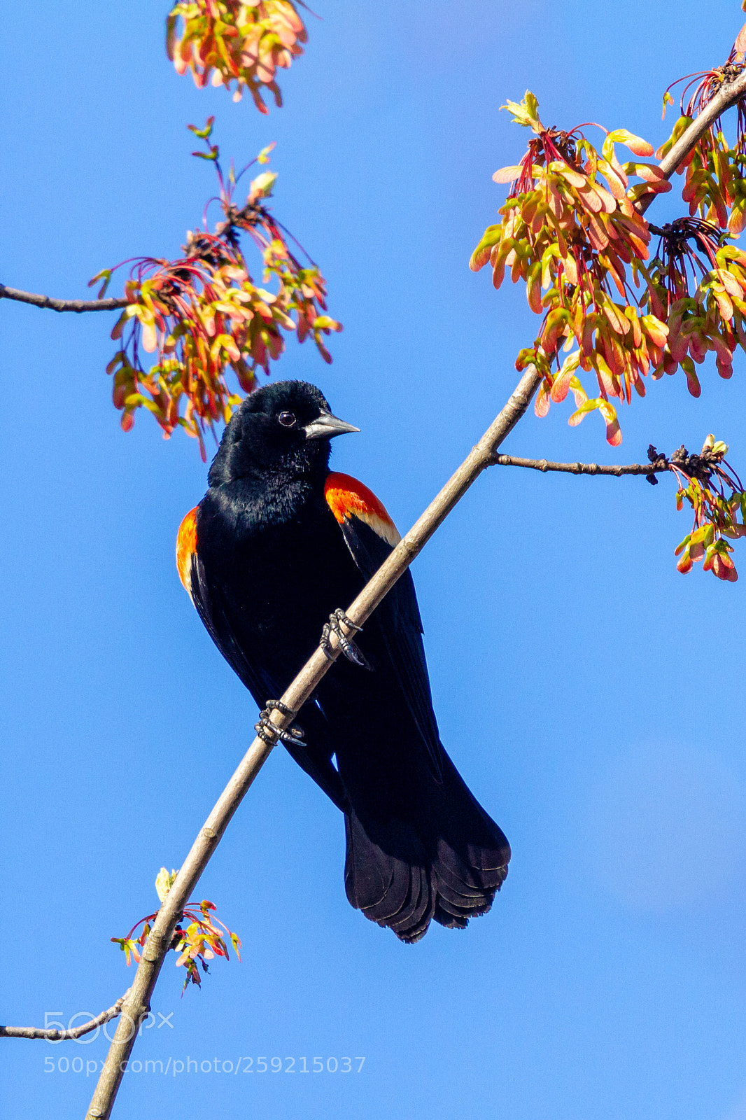 Canon EOS 7D sample photo. Img photography