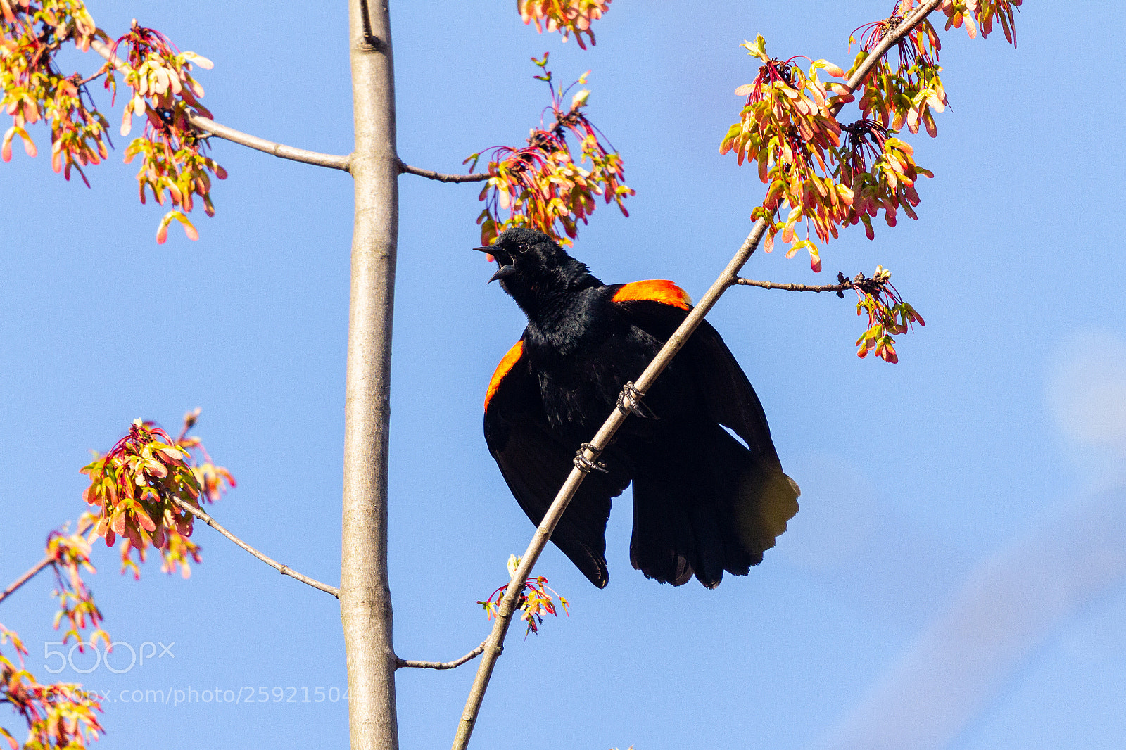 Canon EOS 7D sample photo. Img photography