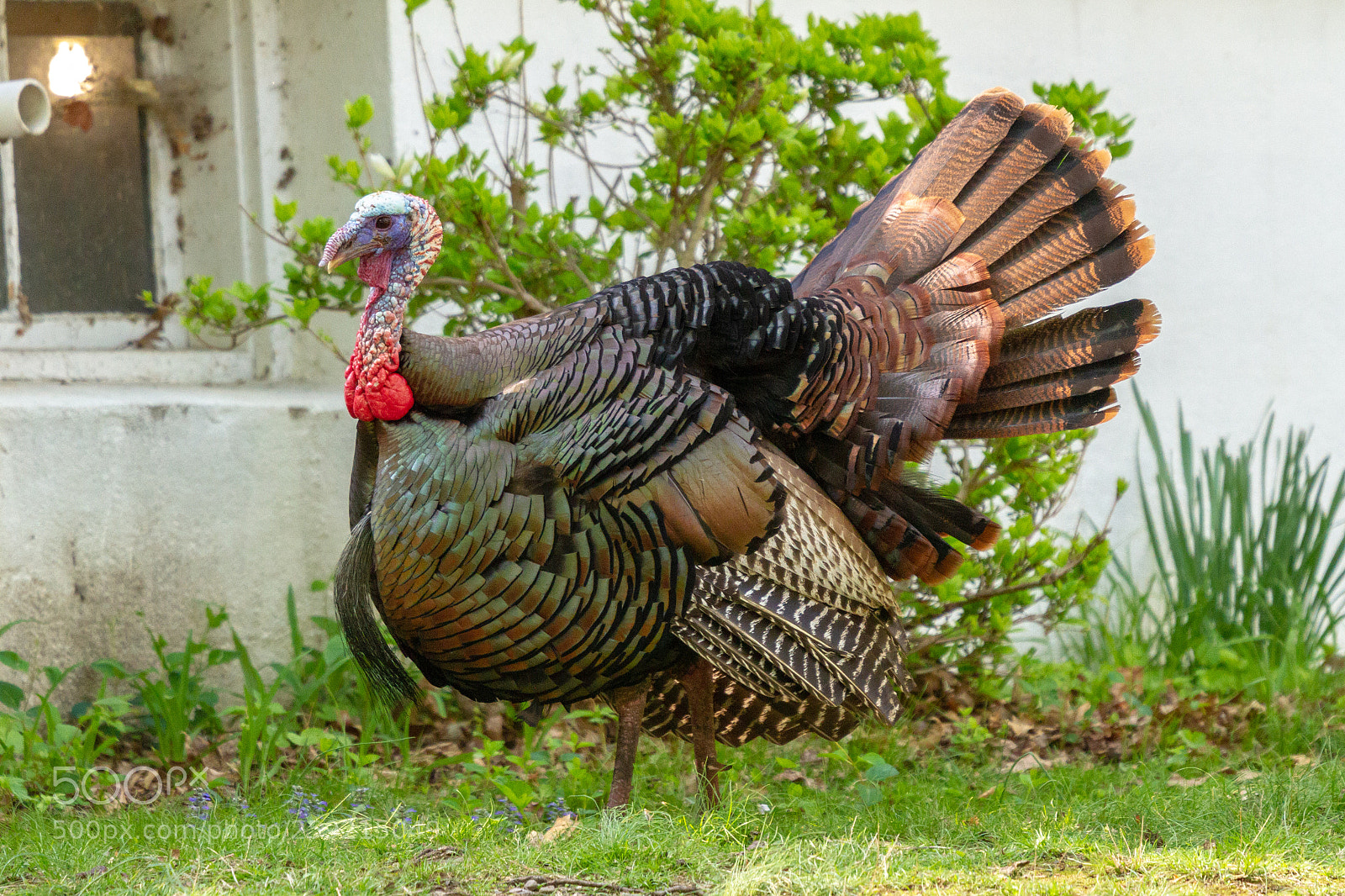 Canon EOS 7D sample photo. Img photography