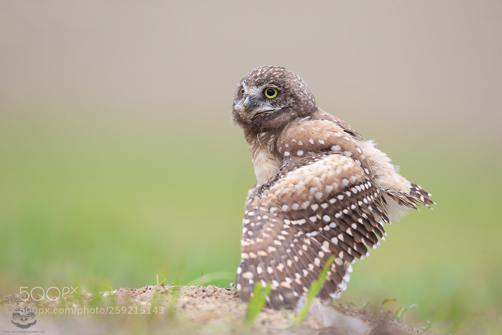 Canon EOS-1D X sample photo. Wet owlet photography