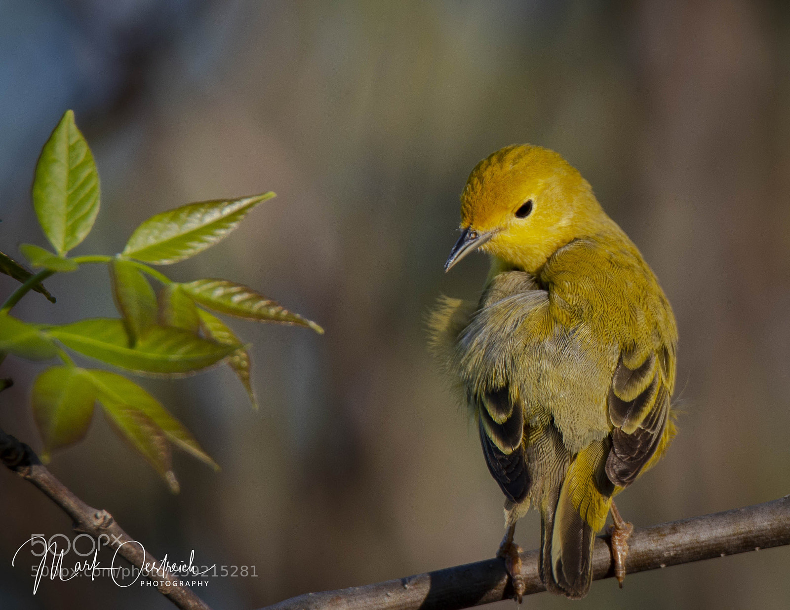 Canon EOS 70D sample photo. Female yellow warbler photography