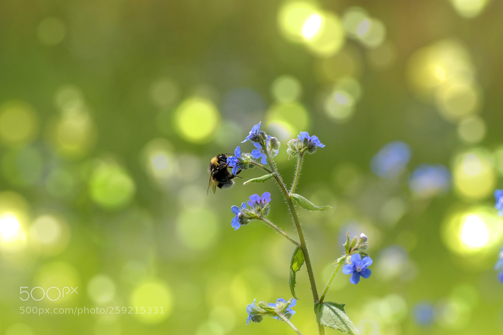 Nikon D500 sample photo. Spring photography