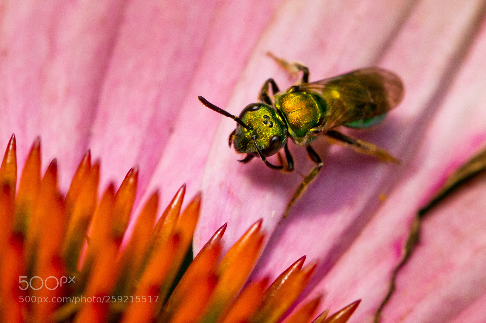 Canon EOS 7D sample photo. Pollen sucker photography