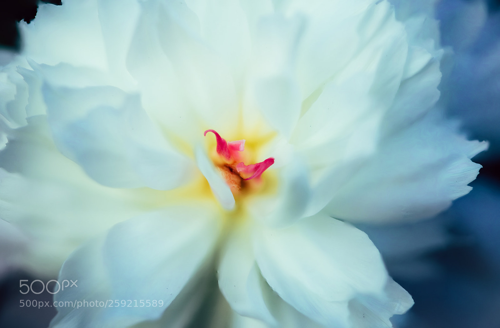 Nikon D850 sample photo. 142/365 photography