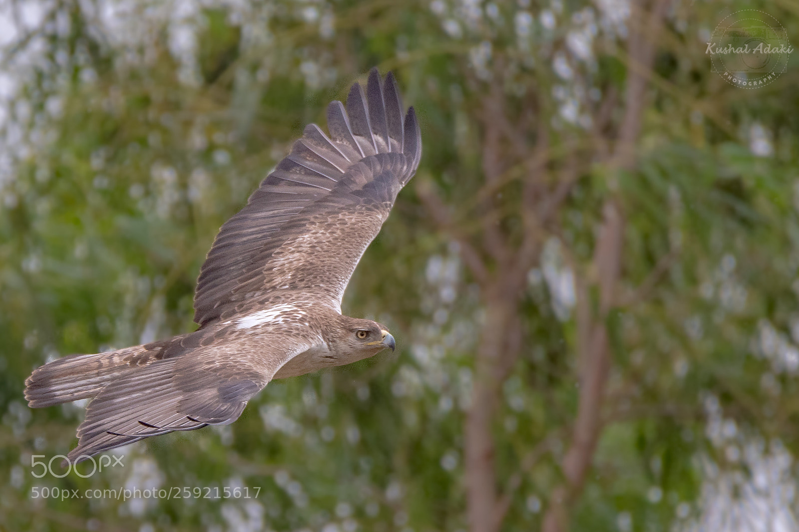 Nikon D500 sample photo. Bonelli's eagle photography