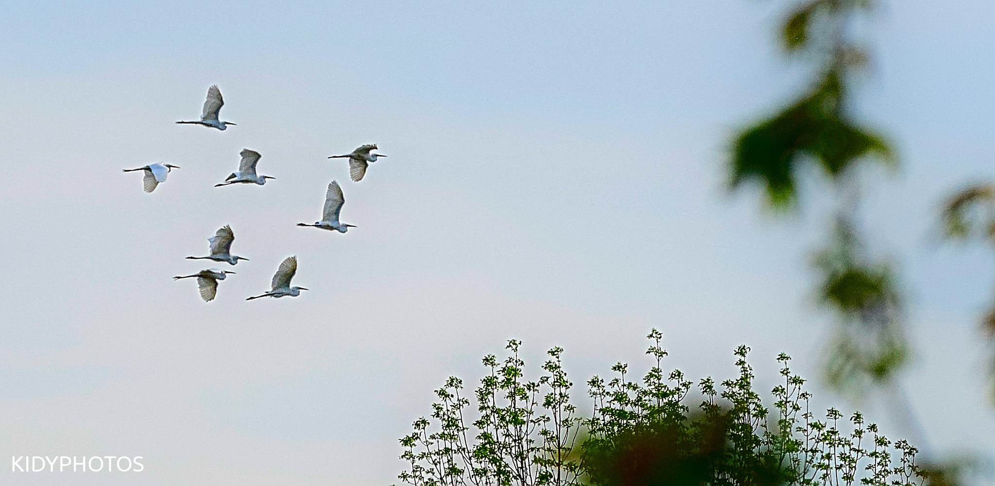 Nikon D5300 sample photo. Herons flight photography