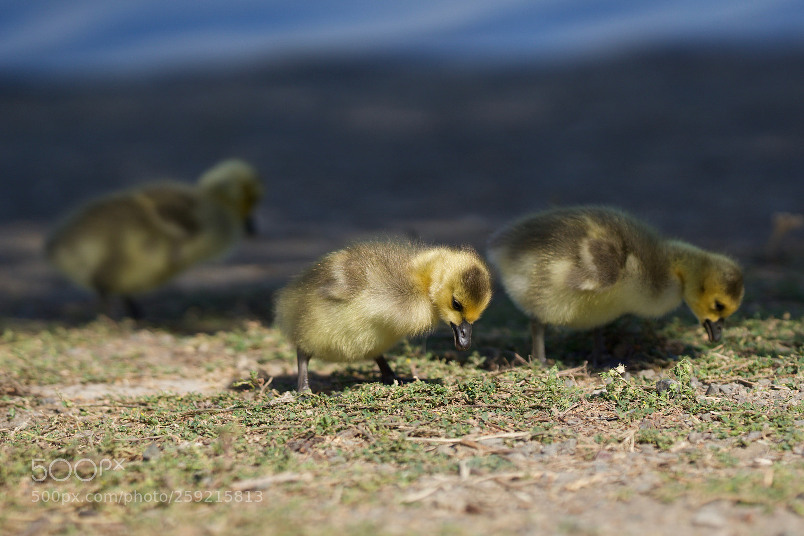 Sony a6000 sample photo. Babie geese photography
