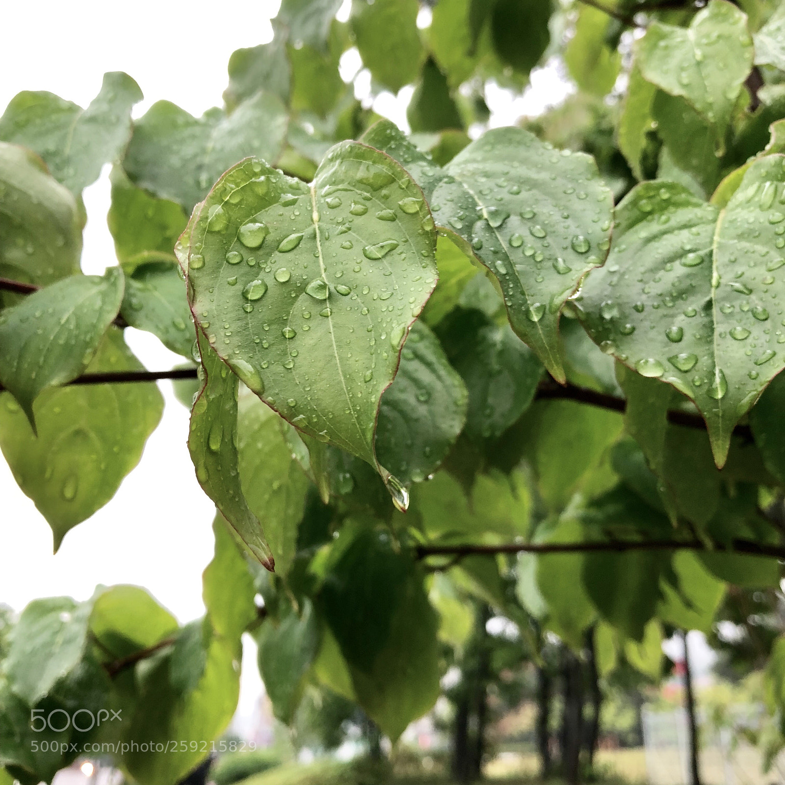 Apple iPhone 8 Plus sample photo. Leaf&dew photography