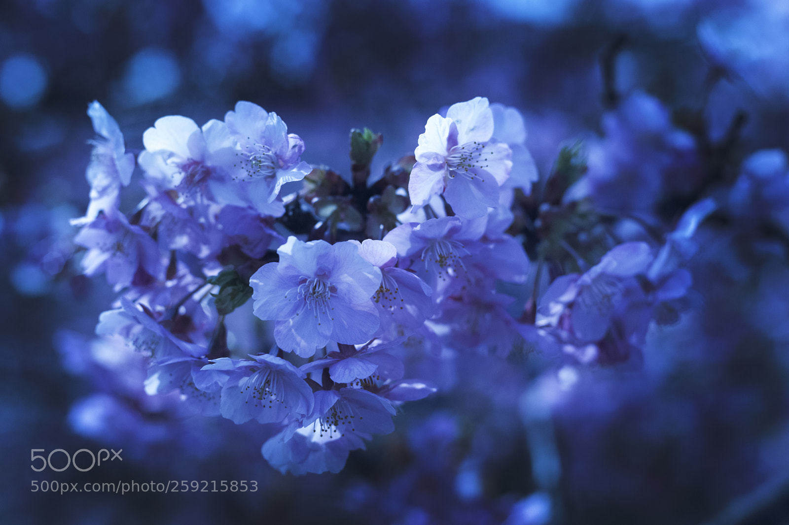 Nikon D750 sample photo. 06287.jpg photography