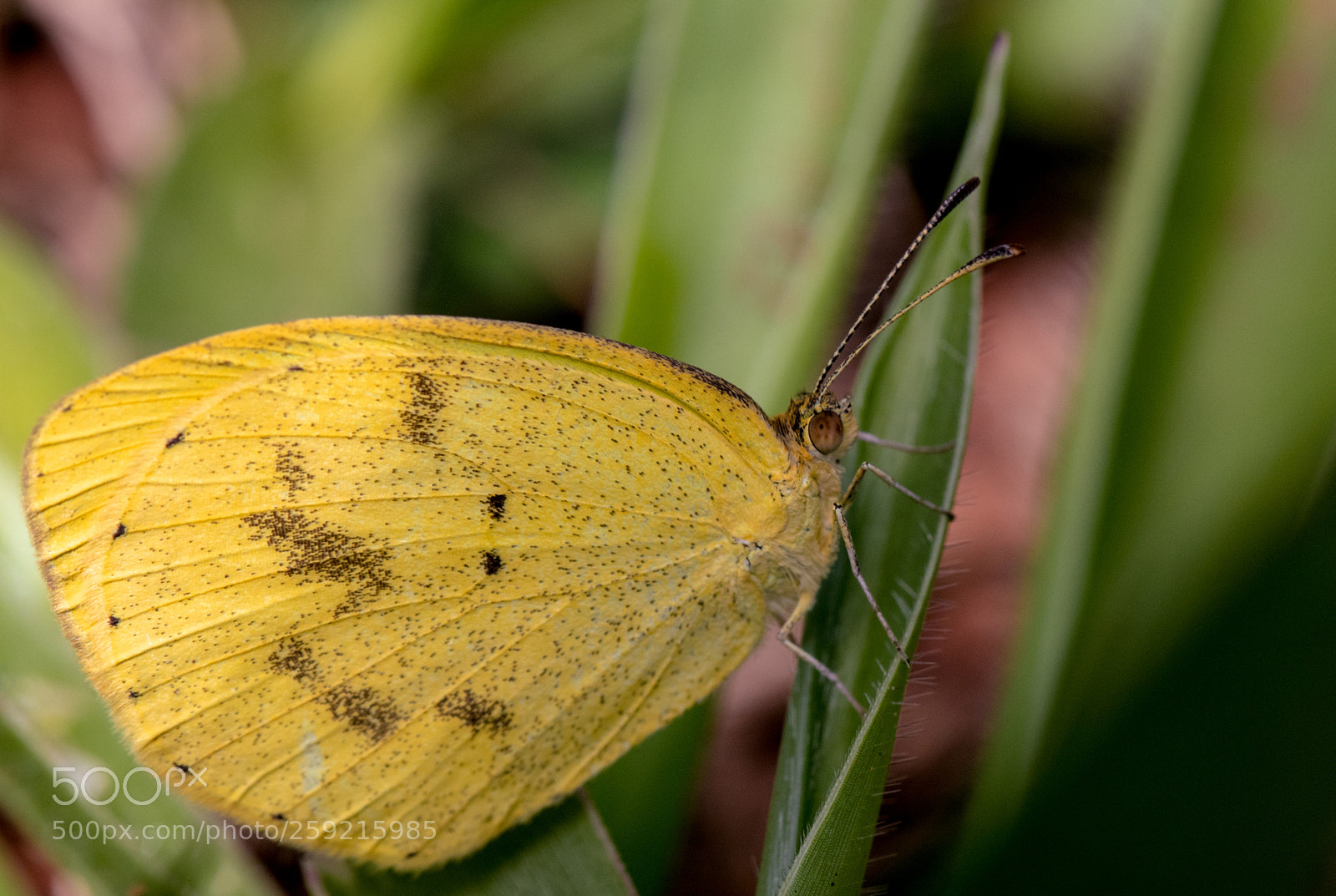 Canon EOS 80D sample photo. Mimosa yellow photography