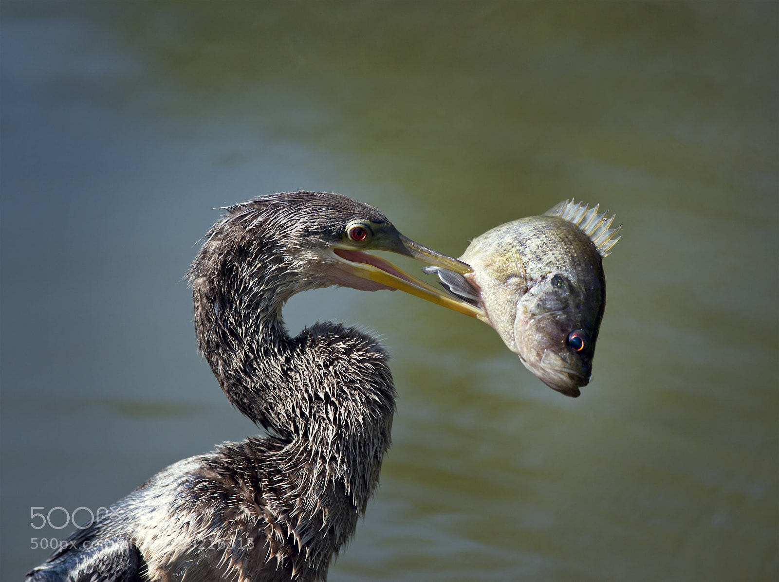 Nikon D800 sample photo. Anhinga with a fish photography