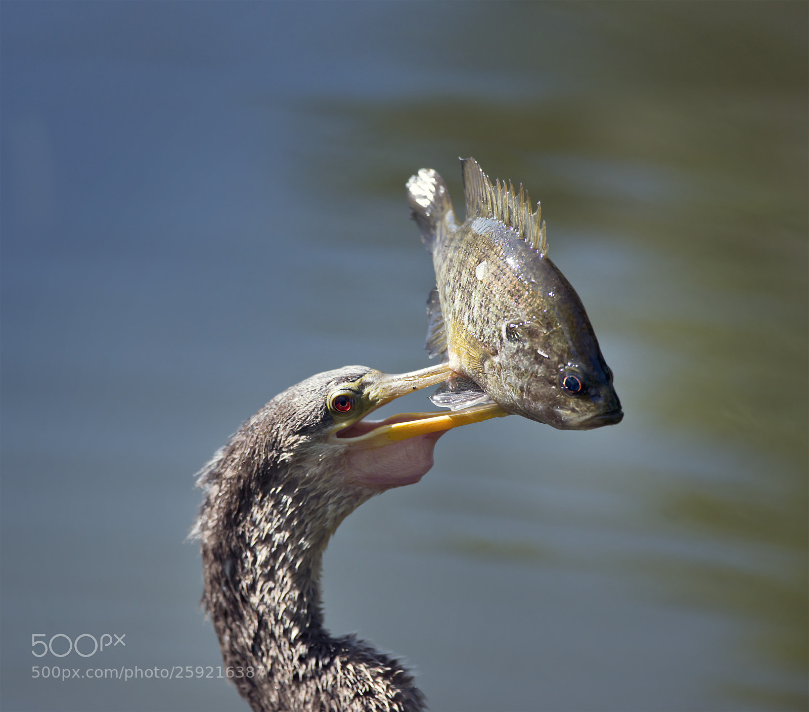 Nikon D800 sample photo. Anhinga with a fish photography