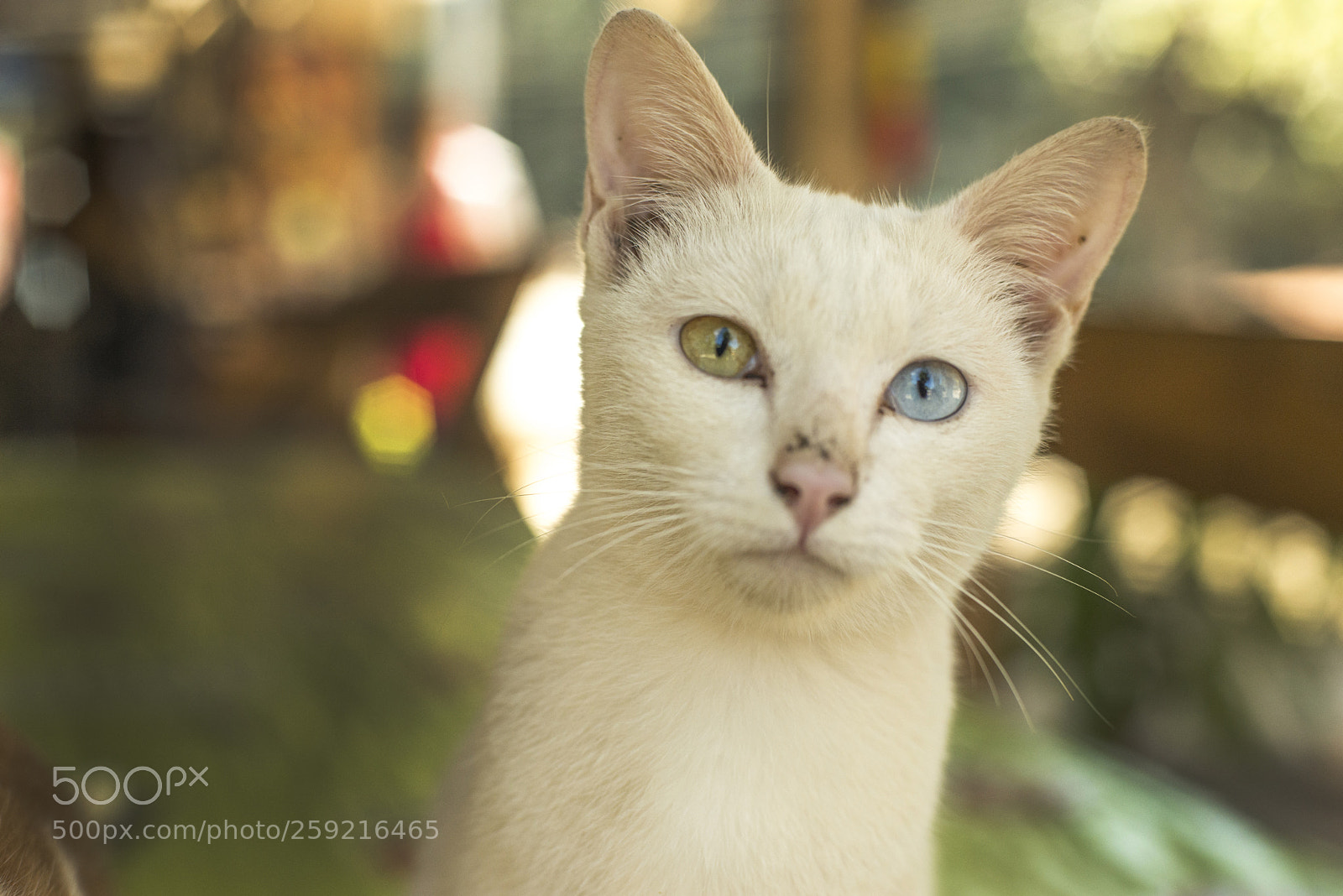 Nikon D600 sample photo. Cat with one blue photography