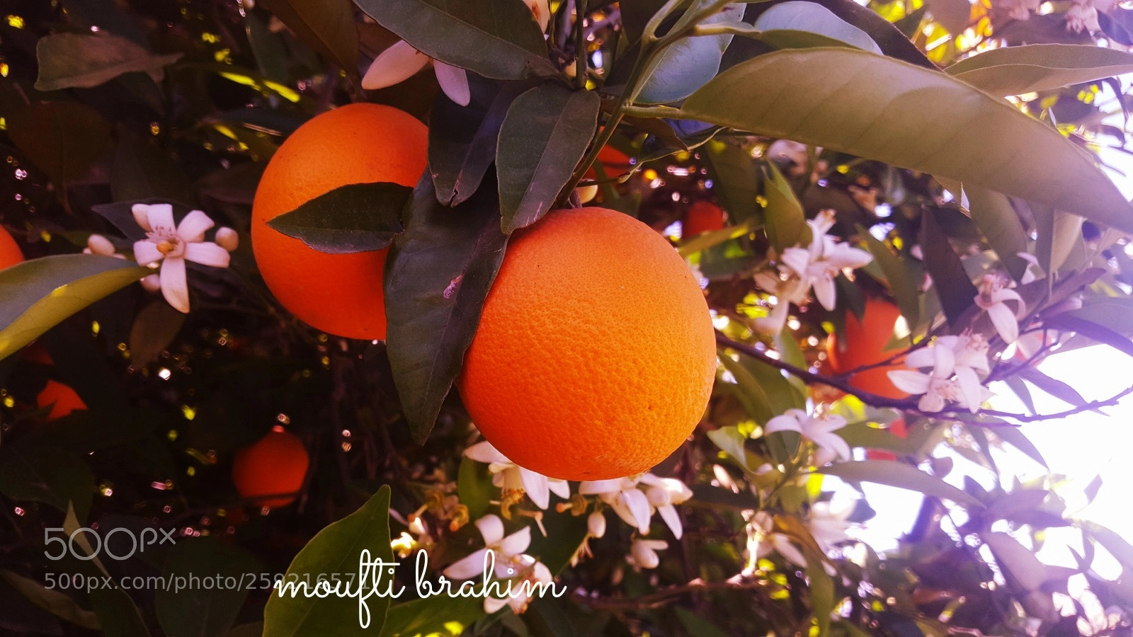 Samsung Galaxy Note5 sample photo. Orange ntr photography
