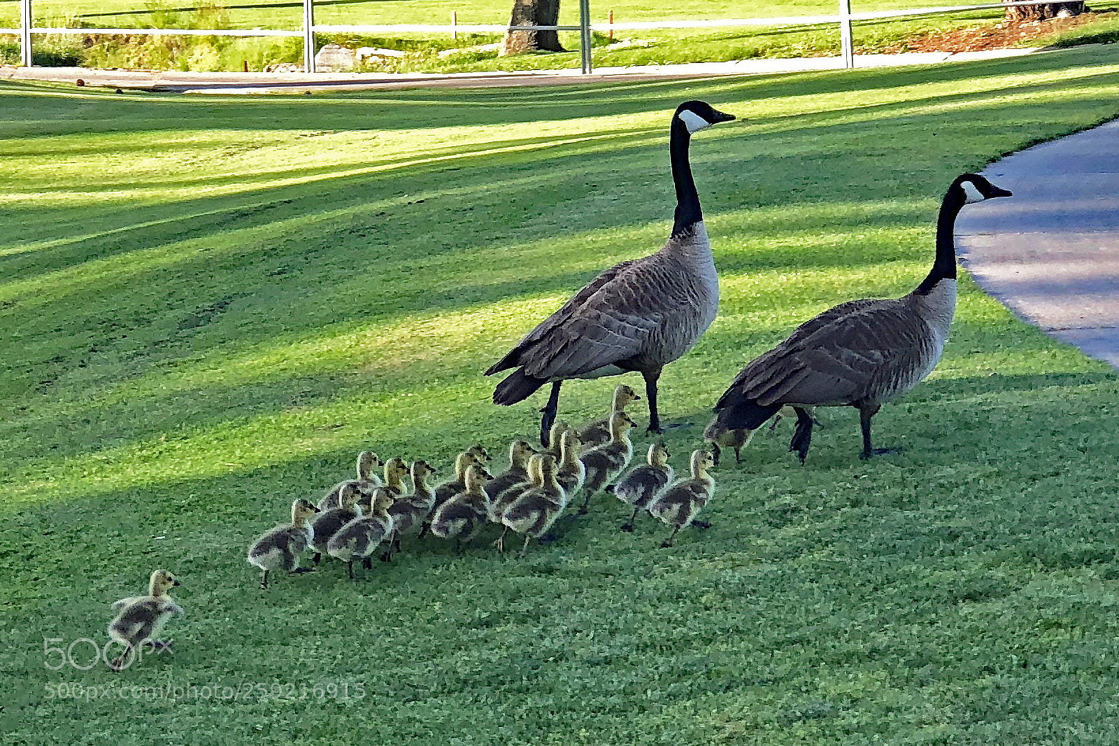 Apple iPhone 8 Plus sample photo. New family of 19 goslings! photography