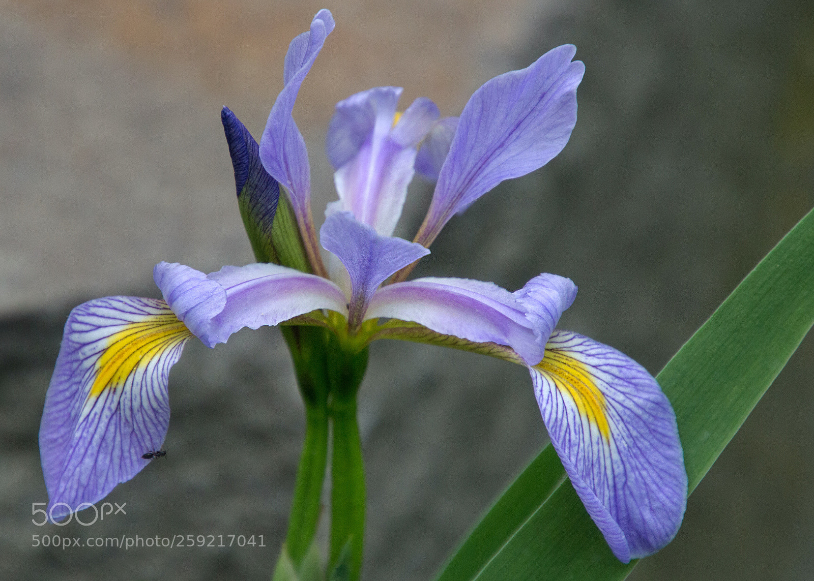 Canon EOS 700D (EOS Rebel T5i / EOS Kiss X7i) sample photo. Untitled photography