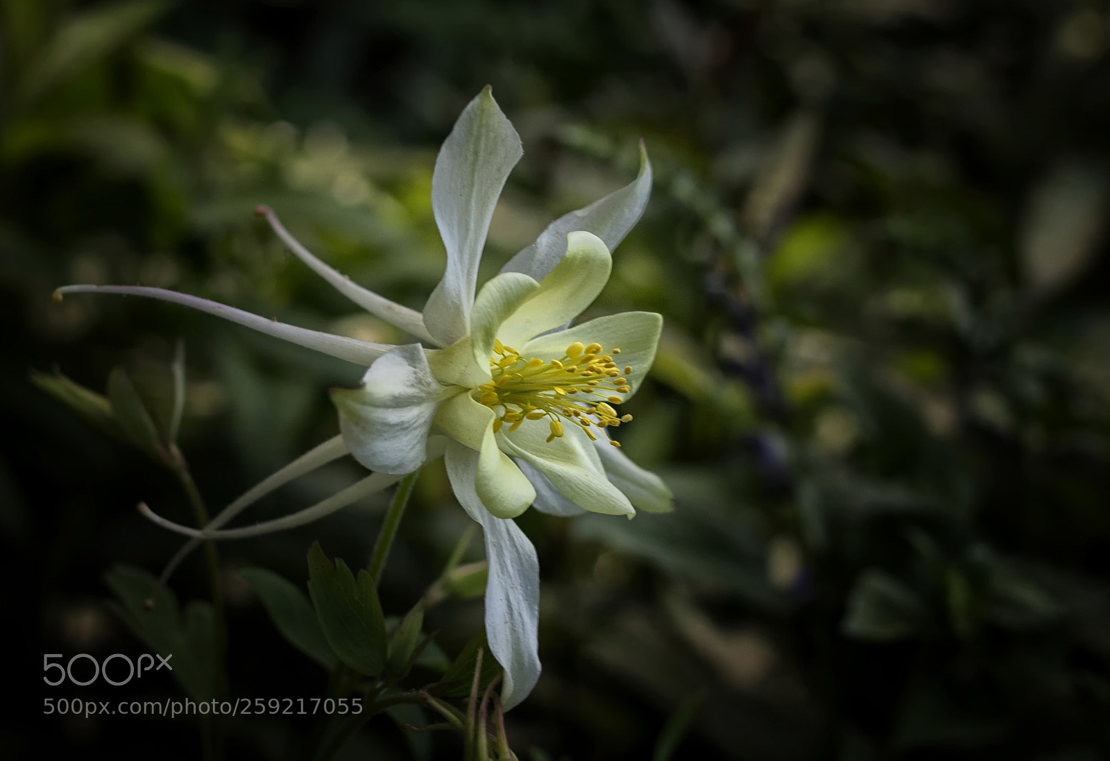 Canon EOS 800D (EOS Rebel T7i / EOS Kiss X9i) sample photo. Yellow and white columbine photography