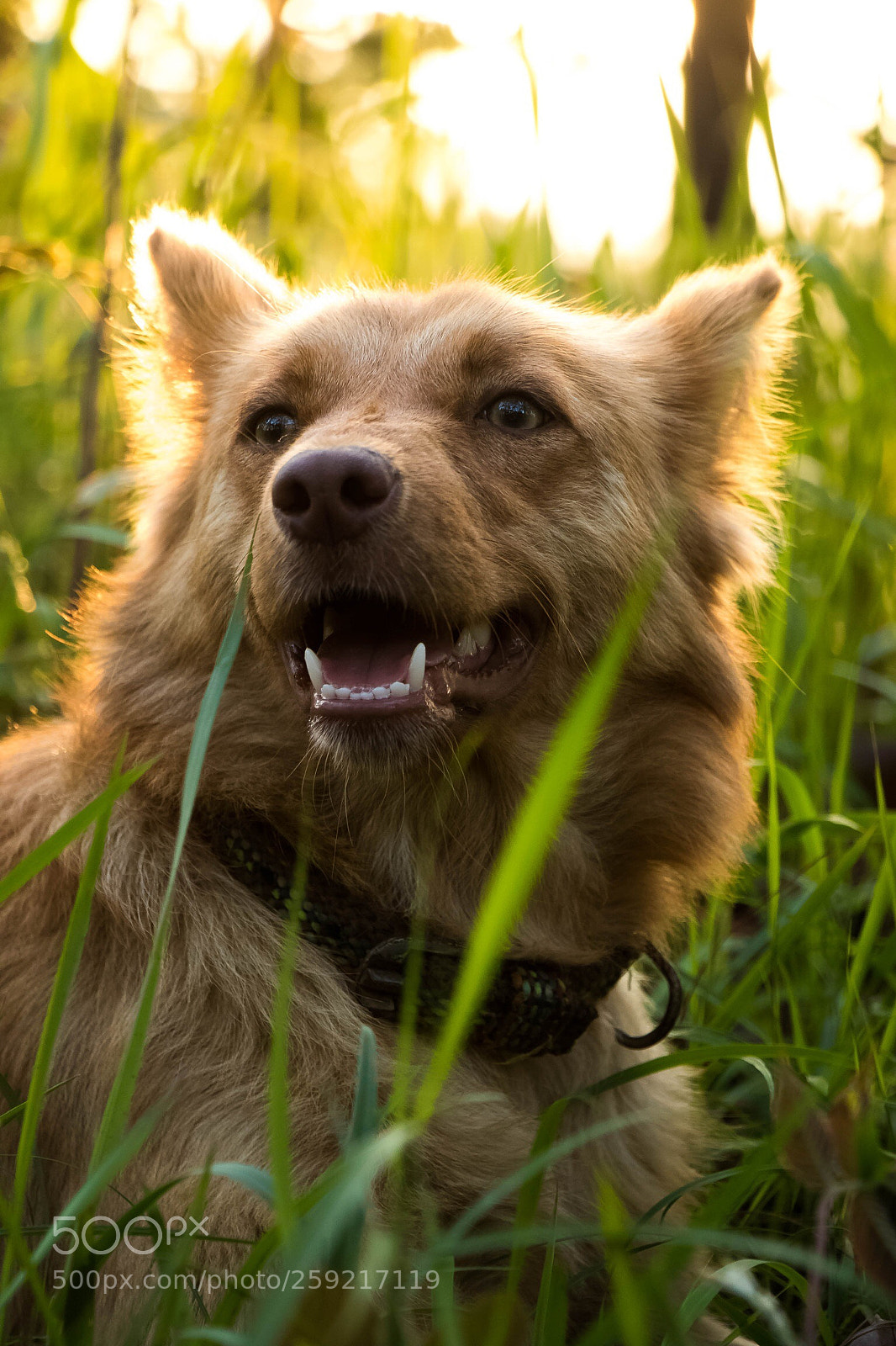 Canon EOS 7D Mark II sample photo. Simba photography