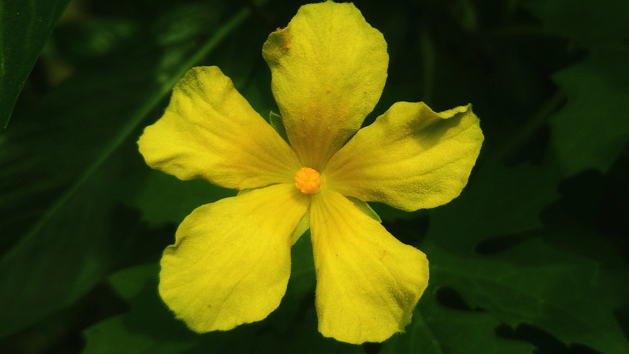 OPPO A1601 sample photo. Yellow flower photography