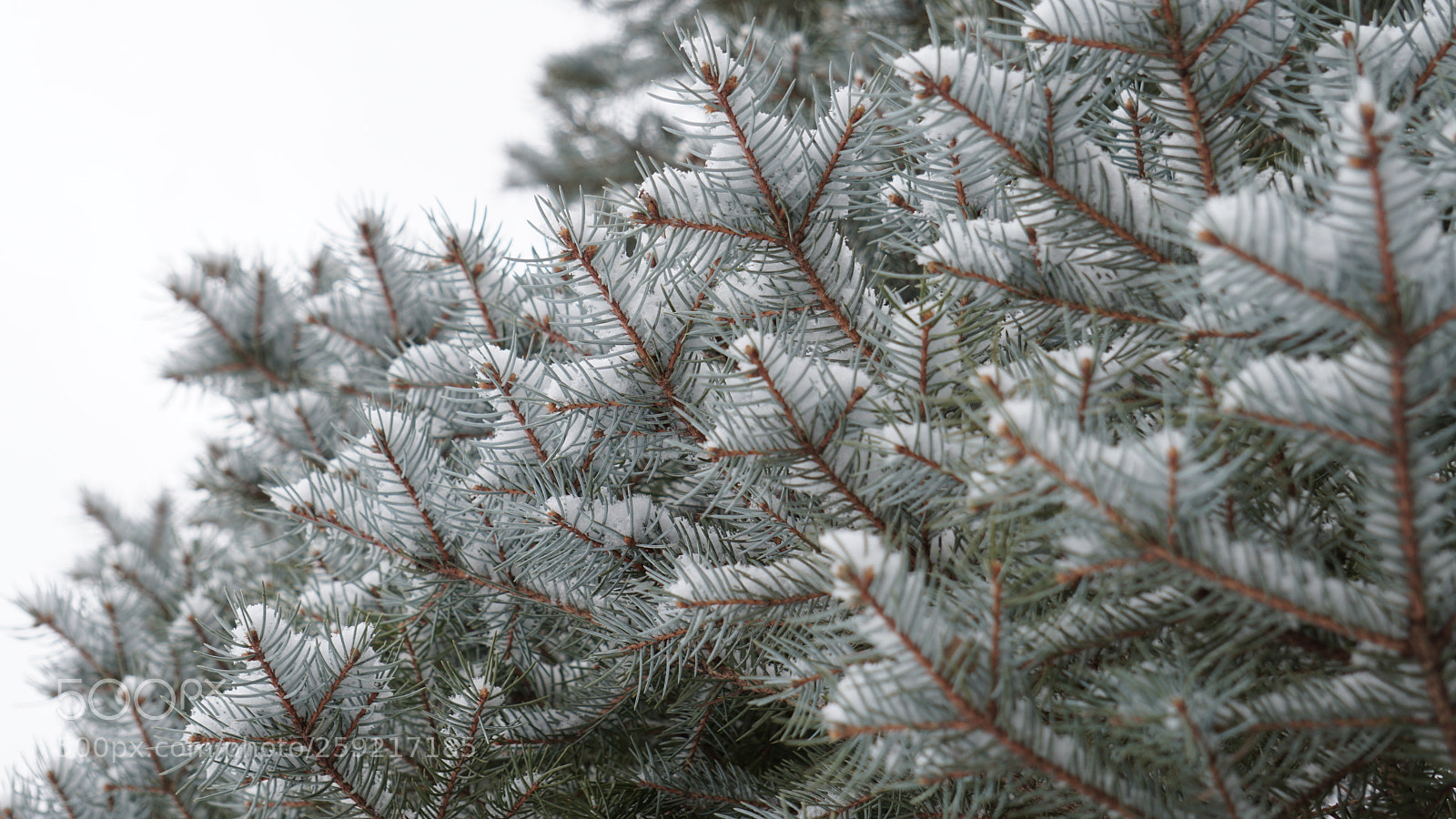 Sony a6300 sample photo. Layered snow pine photography