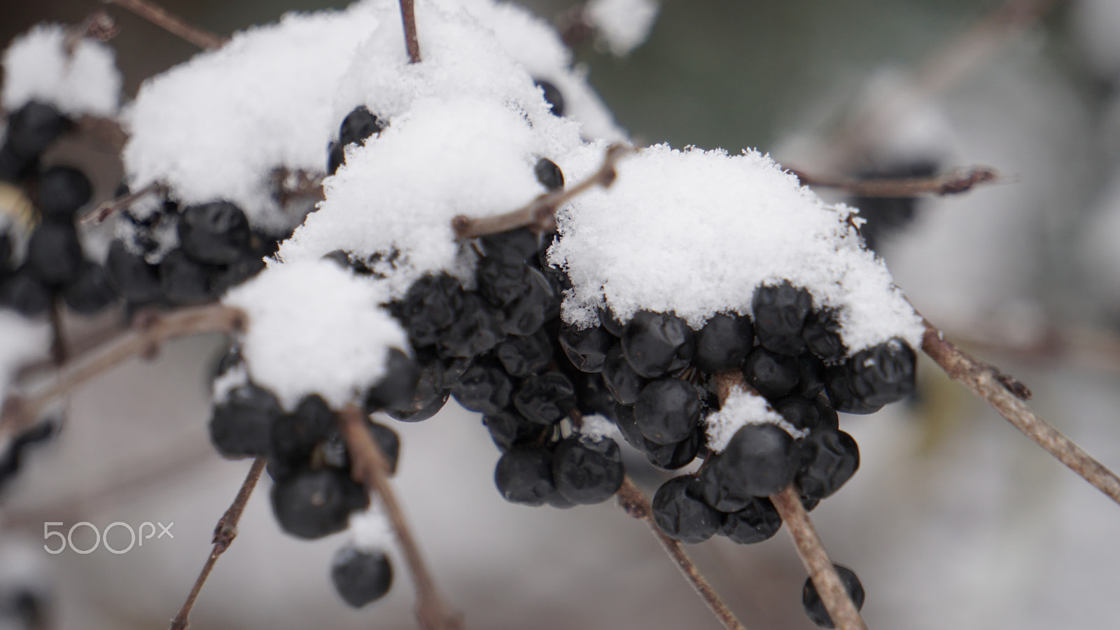 Sony E 55-210mm F4.5-6.3 OSS sample photo. Macro berries photography