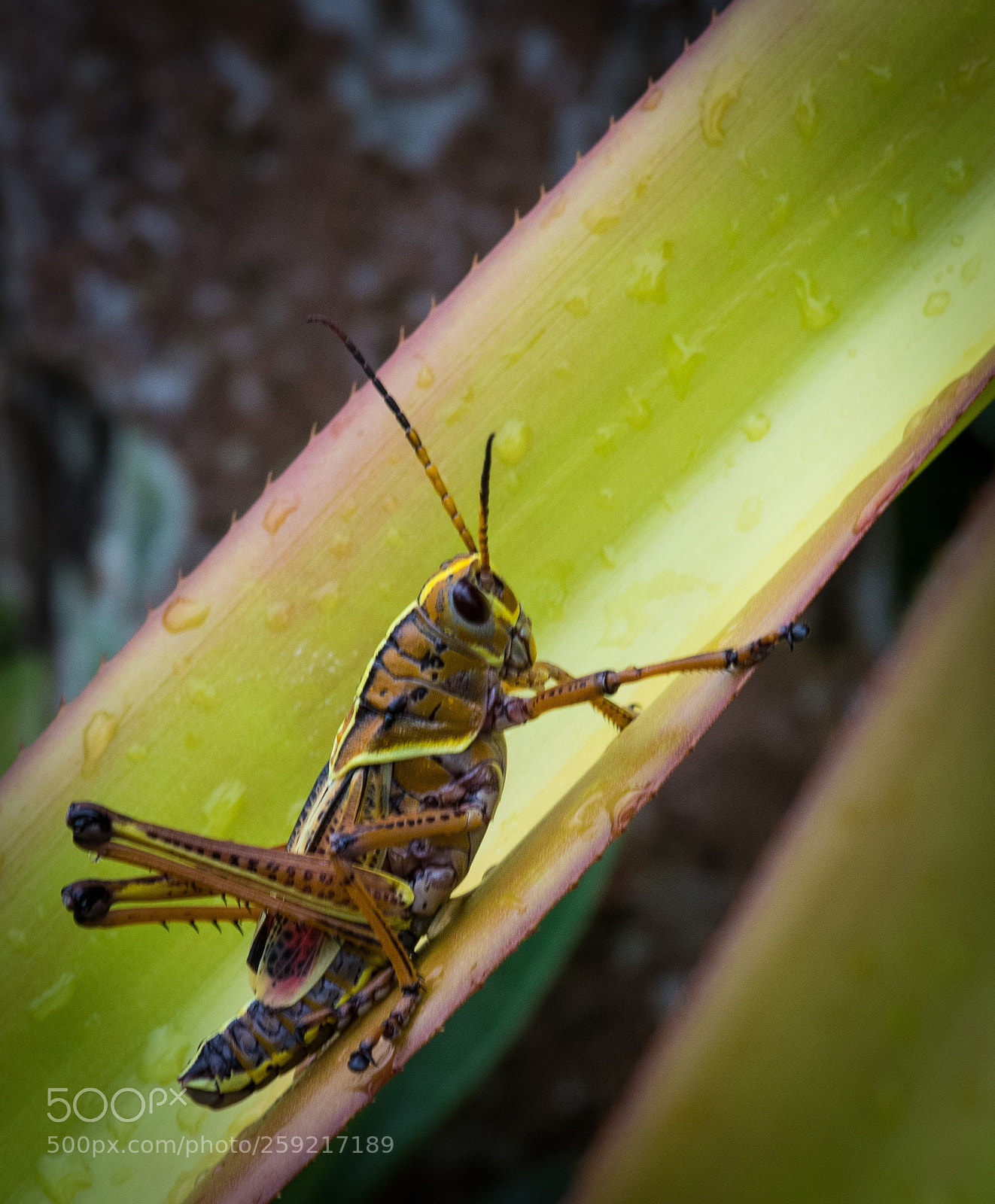 Canon EOS 7D Mark II sample photo. Da photography