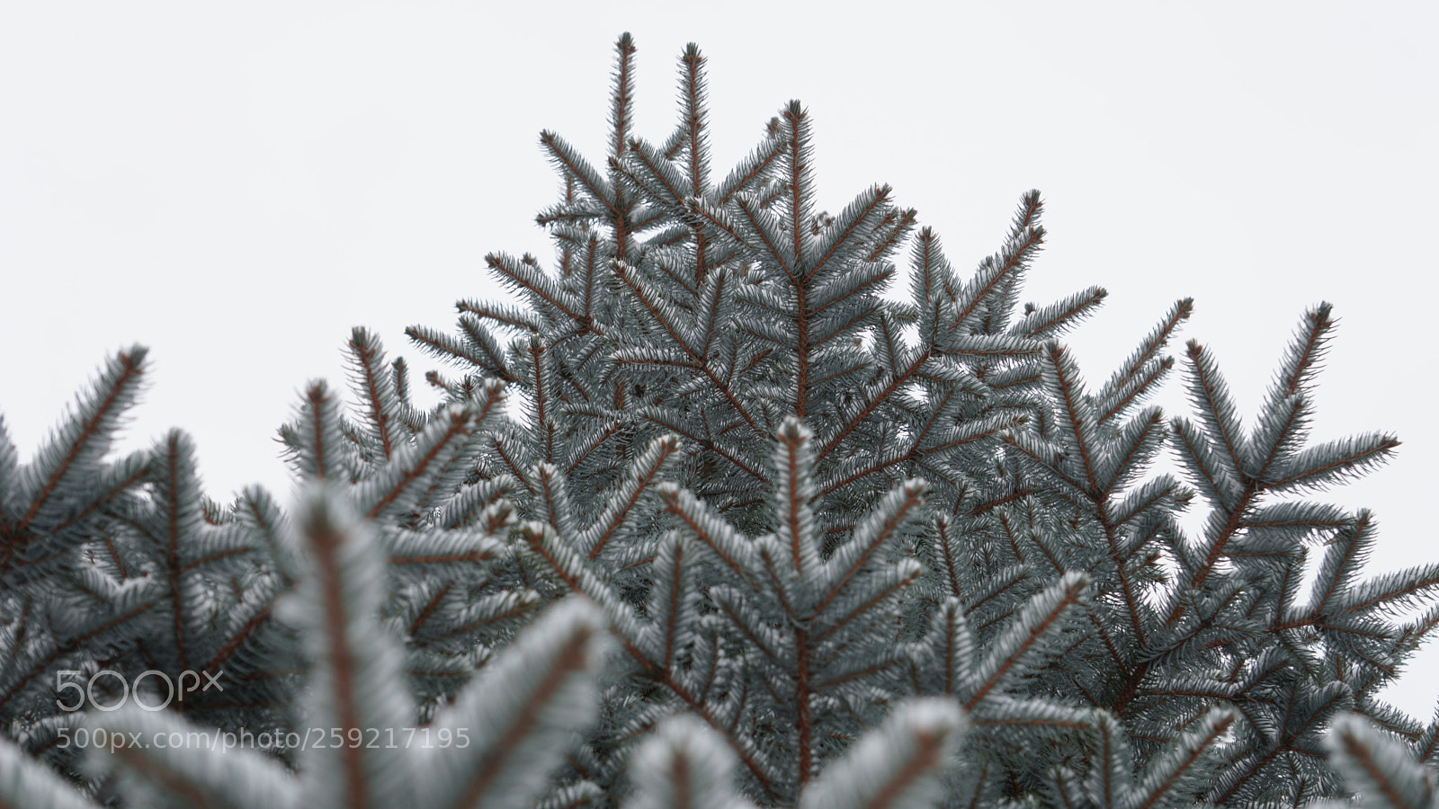 Sony a6300 sample photo. Snow pine photography