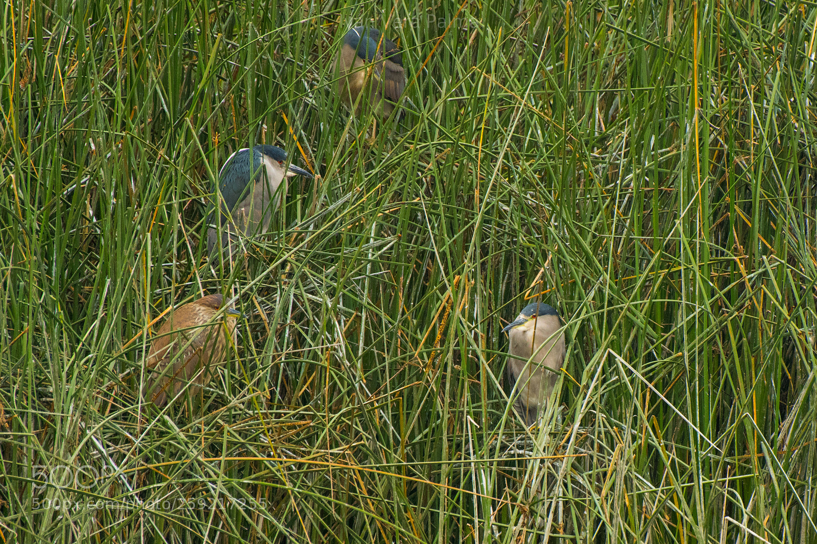 Nikon D500 sample photo. Ciconiformes photography