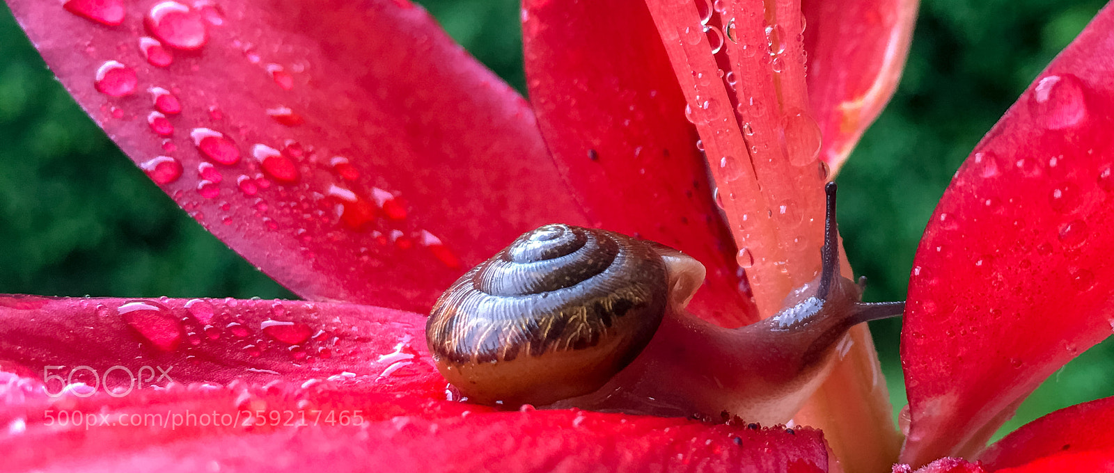 Apple iPhone 6s Plus sample photo. One wet snail photography