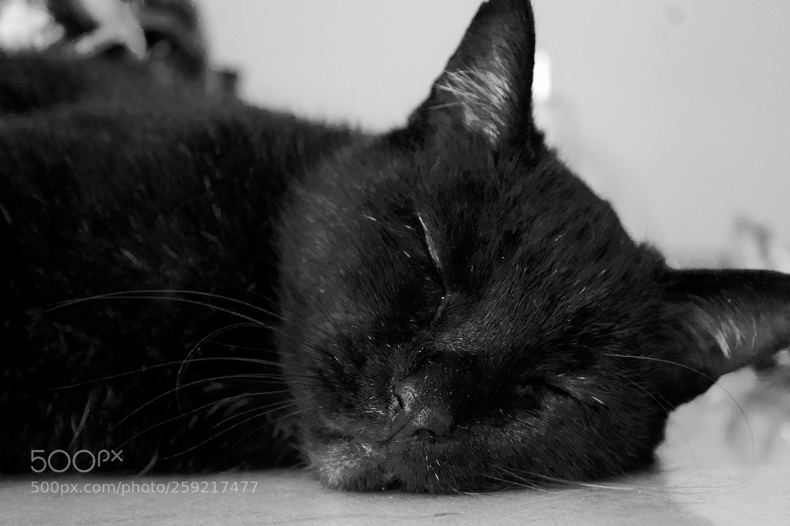 Canon EOS 1200D (EOS Rebel T5 / EOS Kiss X70 / EOS Hi) sample photo. B&w jah photography