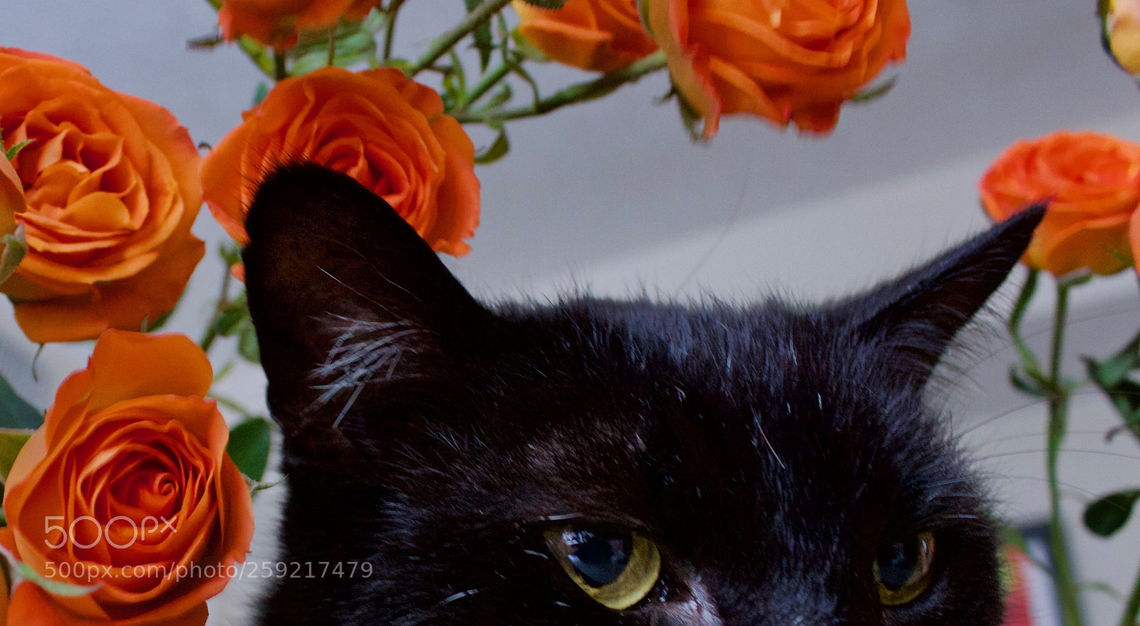 Canon EOS 1200D (EOS Rebel T5 / EOS Kiss X70 / EOS Hi) sample photo. Jah 1 photography
