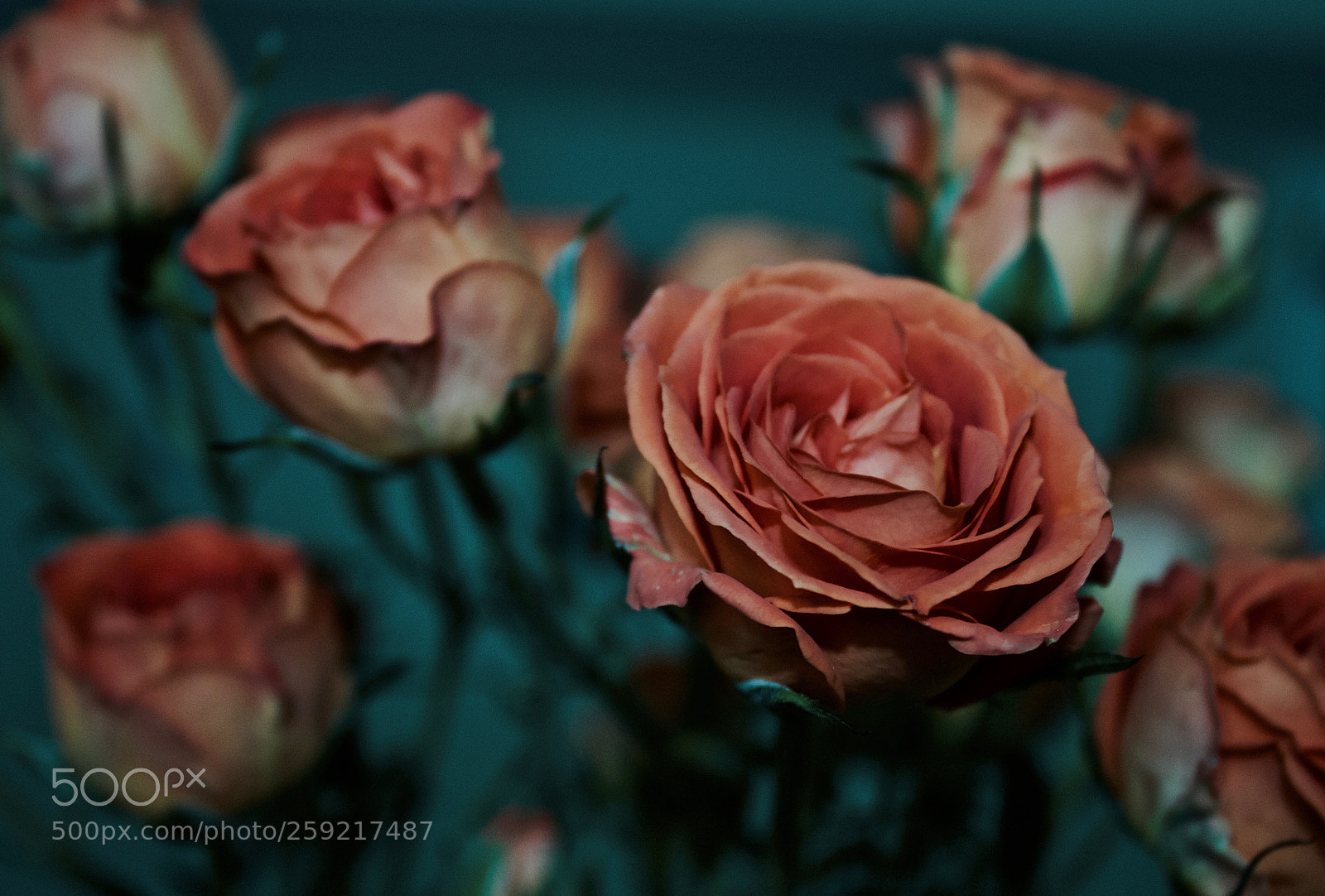 Canon EOS 1200D (EOS Rebel T5 / EOS Kiss X70 / EOS Hi) sample photo. Rosy photography