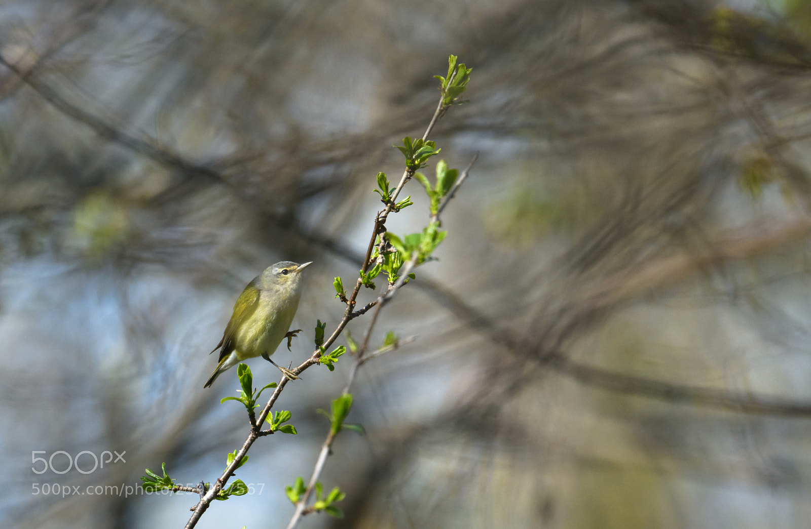 Nikon D850 sample photo. Tennessee warbler on the photography