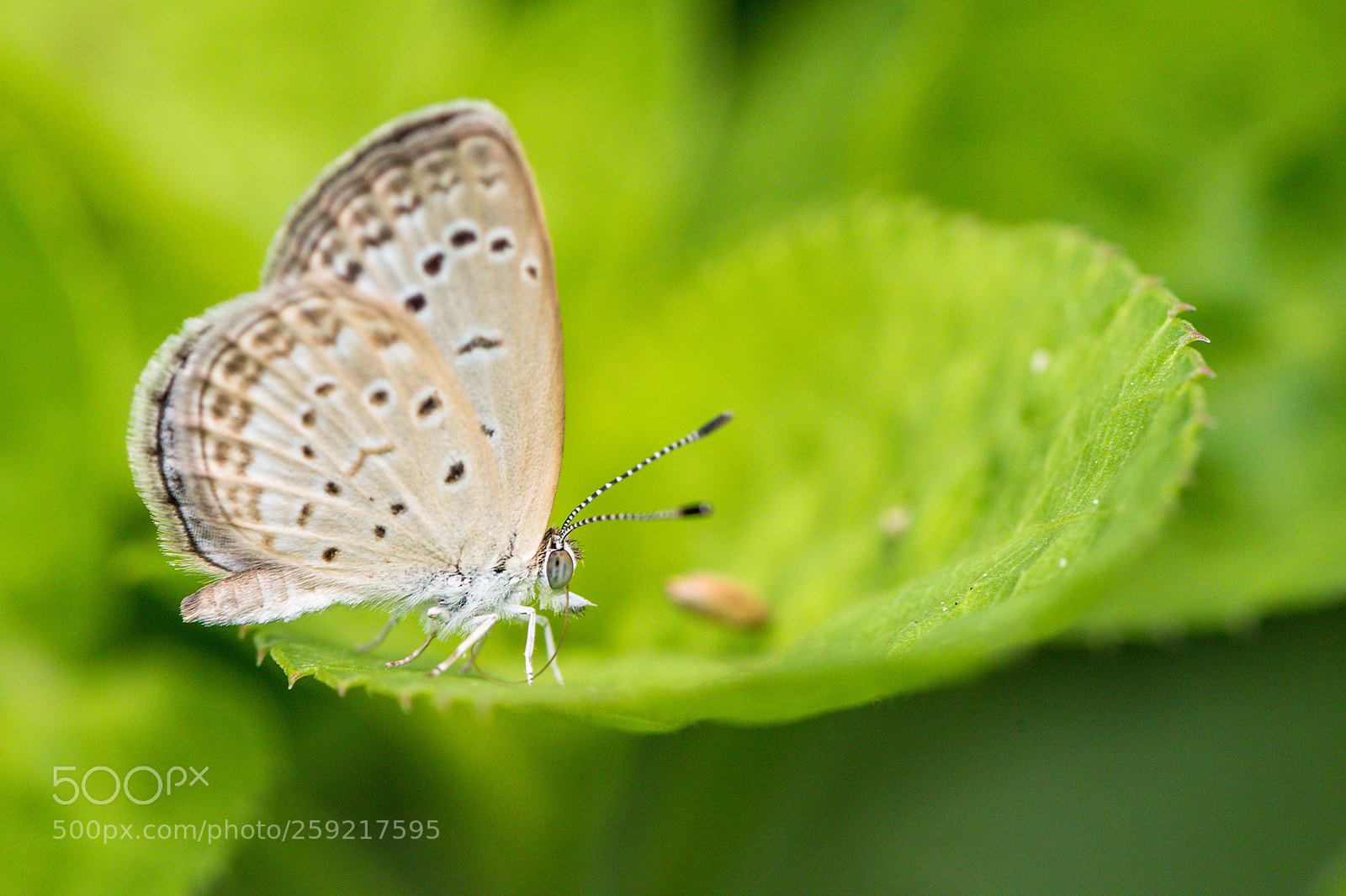 Nikon D810 sample photo. Pseudozizeeria maha photography