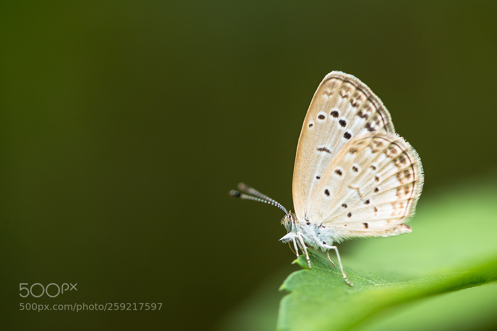 Nikon D810 sample photo. Pseudozizeeria maha photography