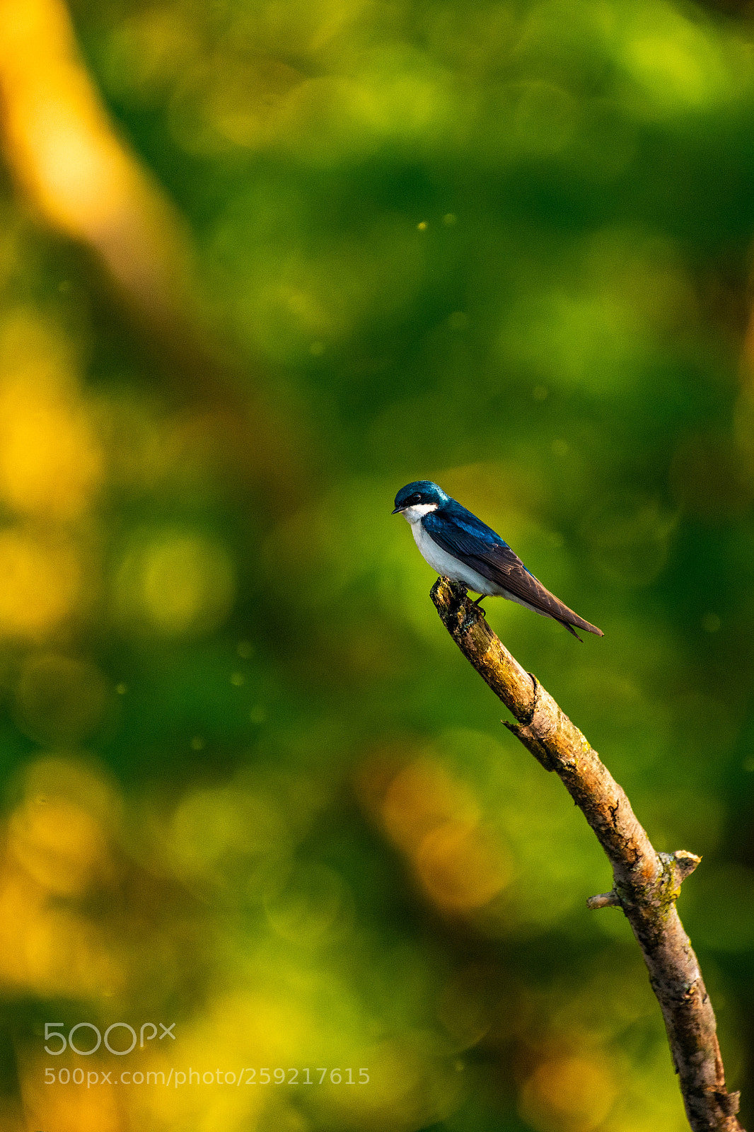 Nikon D850 sample photo. Bird on a branch photography